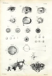 Organe de la vue, 1863-79